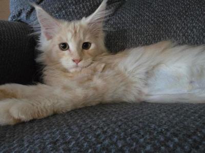 Pansy - Maine Coon - Gallery Photo #1
