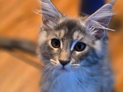 Posey - Maine Coon - Gallery Photo #1