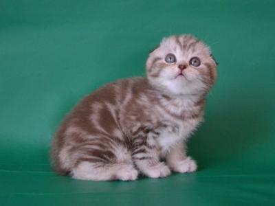 Scottish Prima - Scottish Fold - Gallery Photo #1