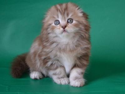 Scottish Petra - Scottish Fold - Gallery Photo #1