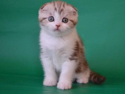 Scottish Paulina - Scottish Fold - Gallery Photo #1