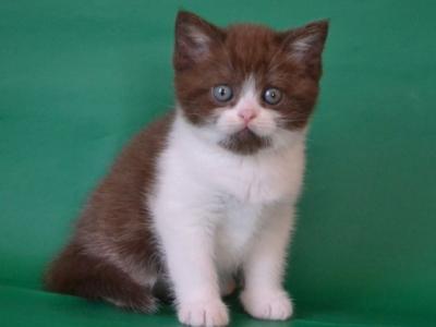Scottish Peter - Scottish Straight - Gallery Photo #1