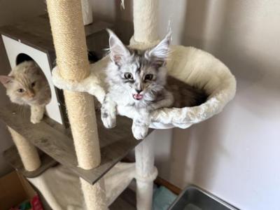 Poeny - Maine Coon - Gallery Photo #1
