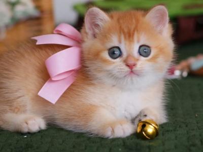 Golden British Shorthair Boy Teddy Bear Face - British Shorthair - Gallery Photo #1