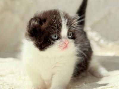 Munchkin Morgan - Munchkin - Gallery Photo #1