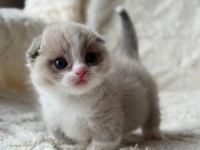 Munchkin Maurice - Munchkin - Gallery Photo #1