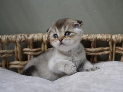 Cyrus - Scottish Fold - Gallery Photo #1
