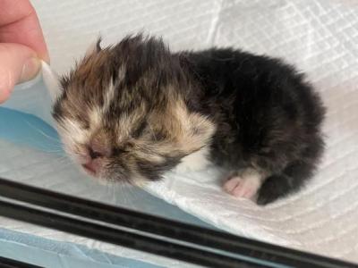 Tabby Boy_Currently 2 Weeks Old - Persian - Gallery Photo #1