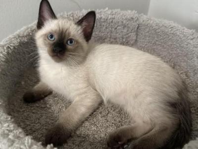 Nala - Balinese - Gallery Photo #1
