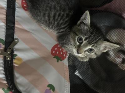Ember - American Shorthair - Gallery Photo #1