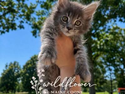 Cyber Chase Litter - Maine Coon - Gallery Photo #1