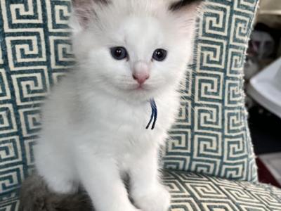 Available Bicolor Prince 4 - Ragdoll - Gallery Photo #1