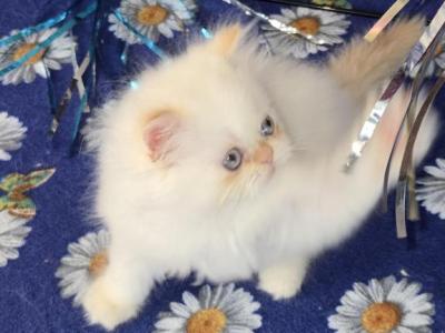 Sunny - Himalayan - Gallery Photo #1