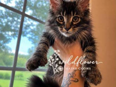 Delete - Maine Coon - Gallery Photo #1