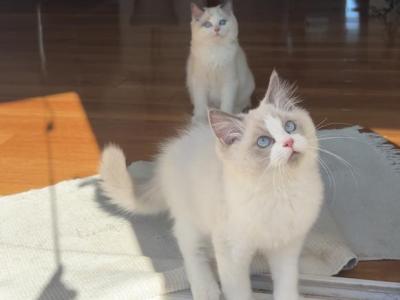 Beautiful Ragdoll Boy - Ragdoll - Gallery Photo #1