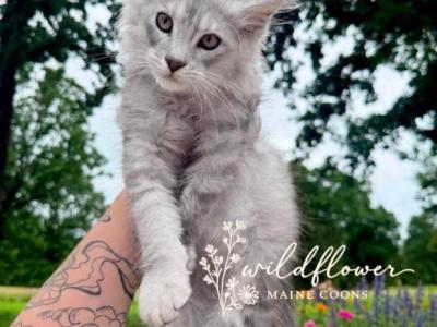 Thistle - Maine Coon - Gallery Photo #1