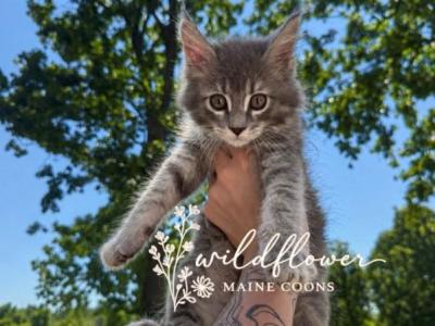 Jackie - Maine Coon - Gallery Photo #1