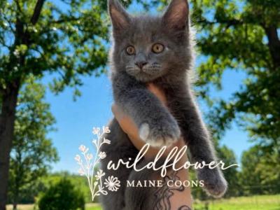 Inez - Maine Coon - Gallery Photo #1