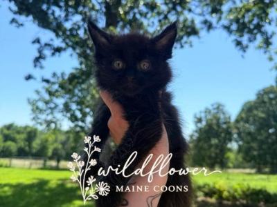 Digit - Maine Coon - Gallery Photo #1