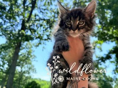 Buzz - Maine Coon - Gallery Photo #1