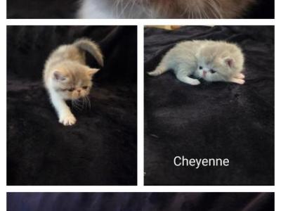 Cheyenne - Exotic - Gallery Photo #1