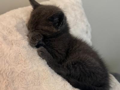 New Litter Of Russian Blues - Russian Blue - Gallery Photo #1