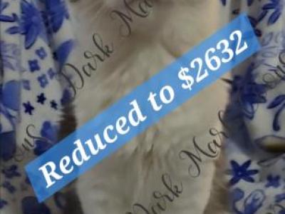 Ada's Littles - Maine Coon - Gallery Photo #1
