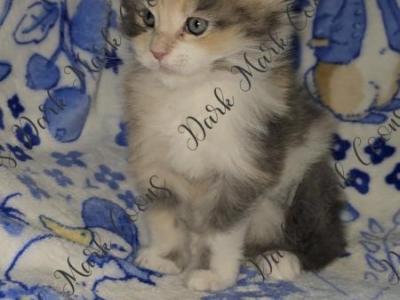 Vada Littles - Maine Coon - Gallery Photo #1