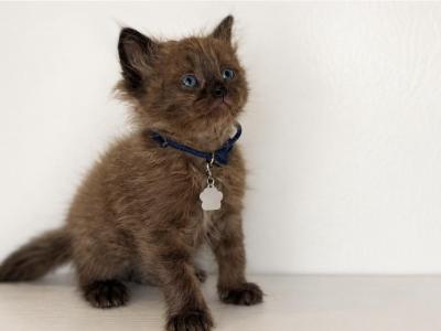 Dark Blue Collar - Ragdoll - Gallery Photo #1