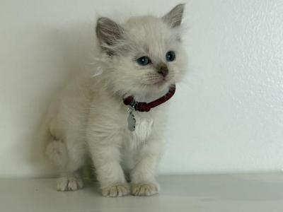 Burgundy Collar - Ragdoll - Gallery Photo #1
