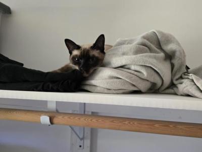 Bellie - Siamese - Gallery Photo #1