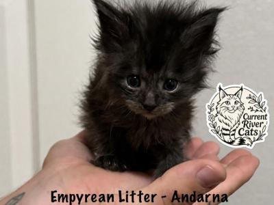 Andarna Empyrean Litter - Maine Coon - Gallery Photo #1