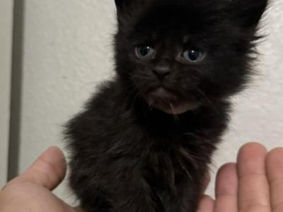 Plum Farmers Market Litter - Maine Coon - Gallery Photo #1