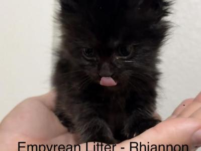 Rhiannon Empyrean Litter - Maine Coon - Gallery Photo #1