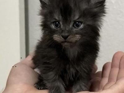 Violet Empyrean Litter - Maine Coon - Gallery Photo #1
