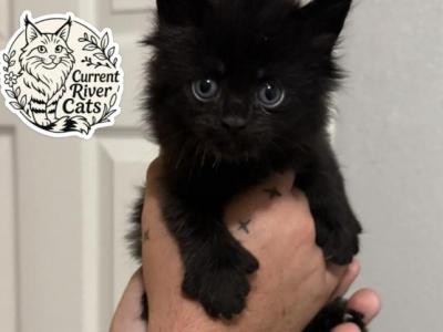 Xaden Polydactyl Empyrean Litter - Maine Coon - Gallery Photo #1