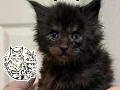 Ridoc Polydactyl Empyrean Litter - Maine Coon - Gallery Photo #1