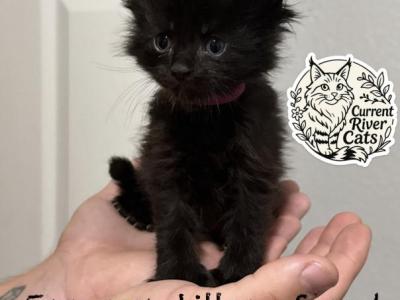 Sgaeyl Polydactyl Empyrean Litter - Maine Coon - Gallery Photo #1