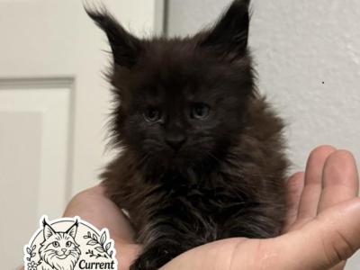 Astrid  DreamWorks Litter - Maine Coon - Gallery Photo #1