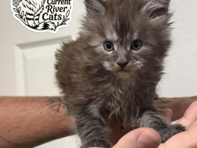 Fiona Dream Works Litter - Maine Coon - Gallery Photo #1
