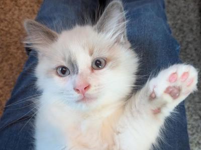 Justice - Ragdoll - Gallery Photo #1