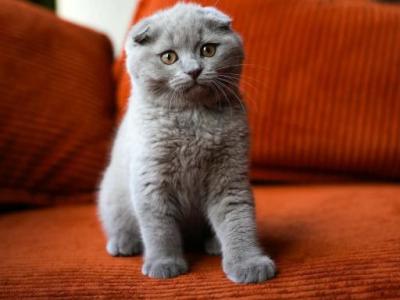 Marsik - Scottish Fold - Gallery Photo #1