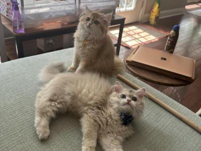 Biscuit - British Shorthair - Gallery Photo #1