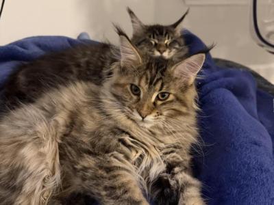 Anni Frid - Maine Coon - Gallery Photo #1