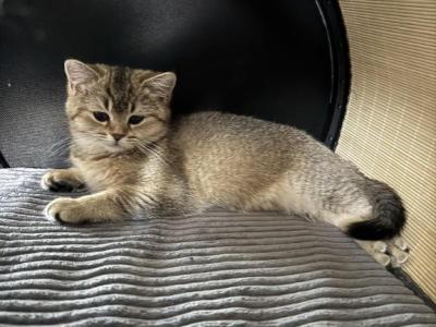 Bertha - British Shorthair - Gallery Photo #1
