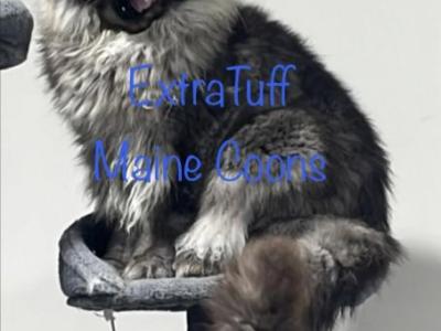 Tiger - Maine Coon - Gallery Photo #1