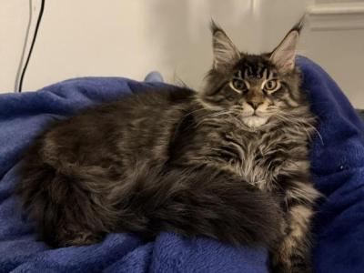 Benny - Maine Coon - Gallery Photo #1