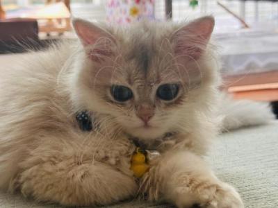 Biscuit - British Shorthair - Gallery Photo #1