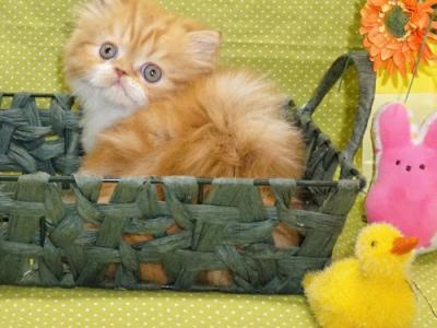 Red Tabby And White Female - Persian - Gallery Photo #1