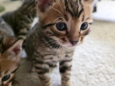 3 Male Bengal Kittens - Bengal - Gallery Photo #1